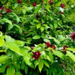 common sweetshrub